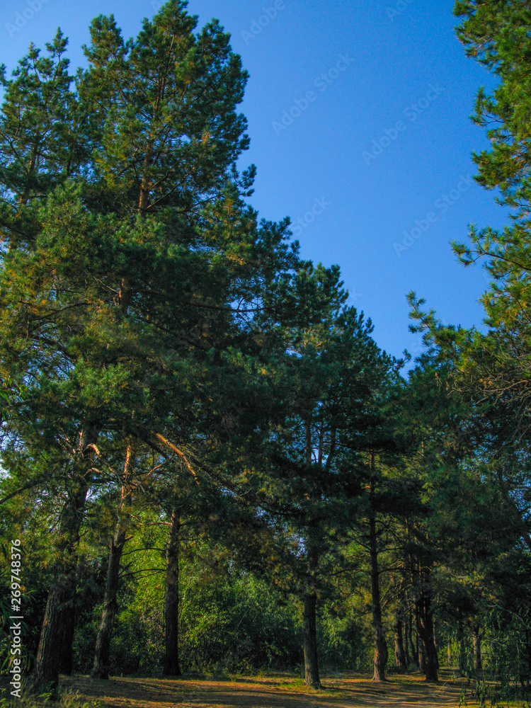 Obraz premium summer forest