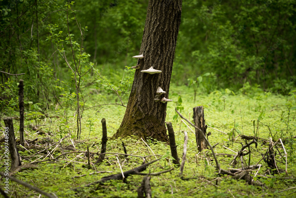 Fototapeta premium Polypore Fungus on a Tree Trunk
