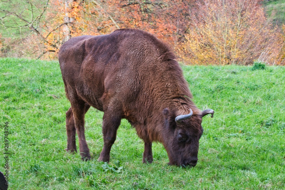 Wisent Wisent
