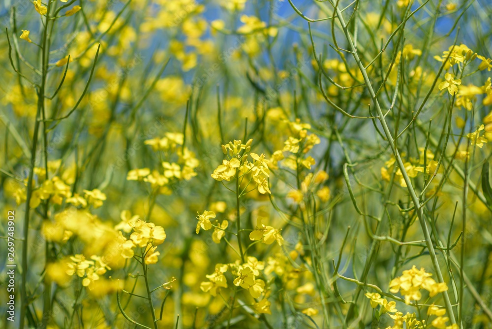 Blooming field of rapeseed. Photographed close-up at summer afternoon. Blooming field of rapeseed. Photographed close-up at summer afternoon.