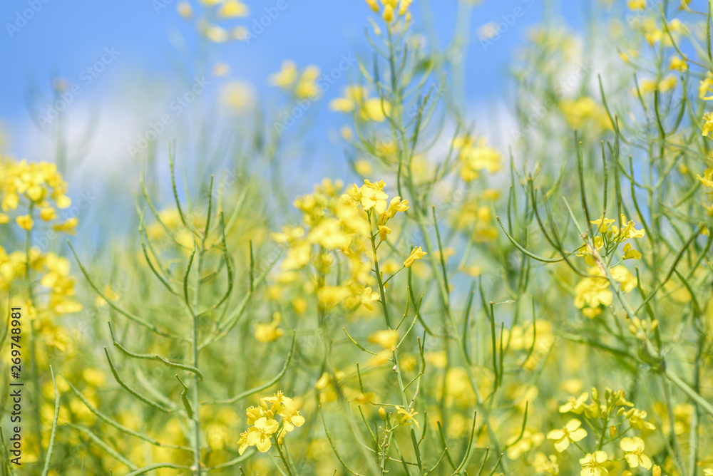 Blooming field of rapeseed. Photographed close-up at summer afternoon. Blooming field of rapeseed. Photographed close-up at summer afternoon.