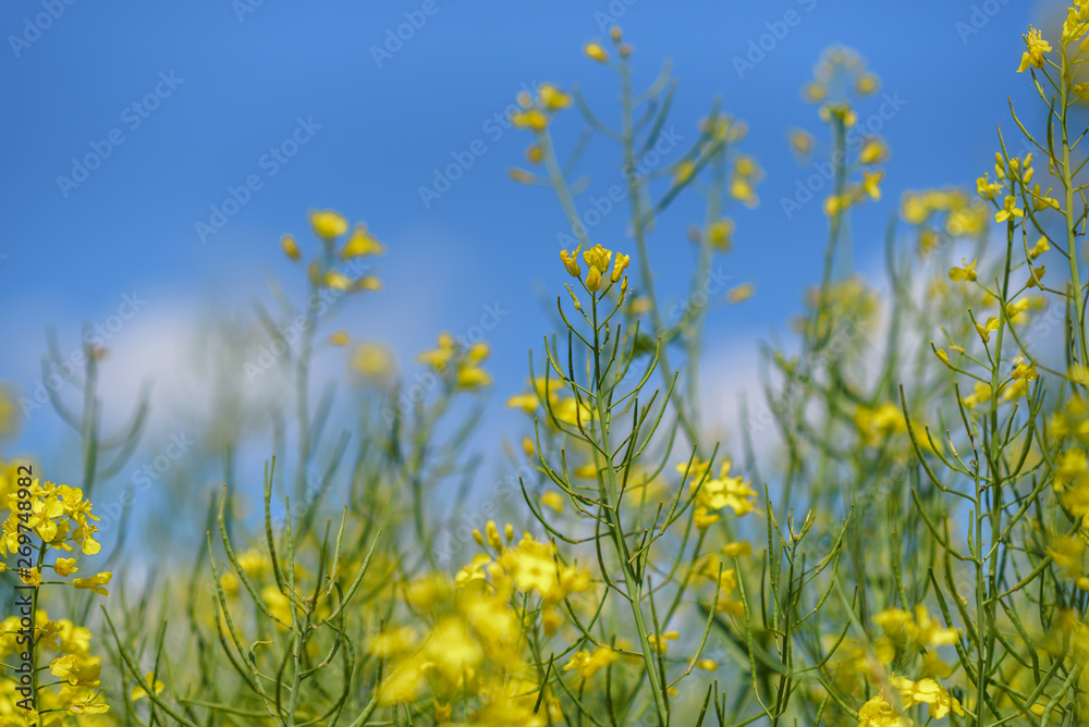 Blooming field of rapeseed. Photographed close-up at summer afternoon. Blooming field of rapeseed. Photographed close-up at summer afternoon.