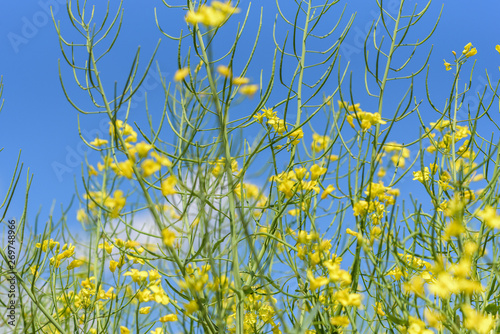 Blooming field of rapeseed. Photographed close-up at summer afternoon.