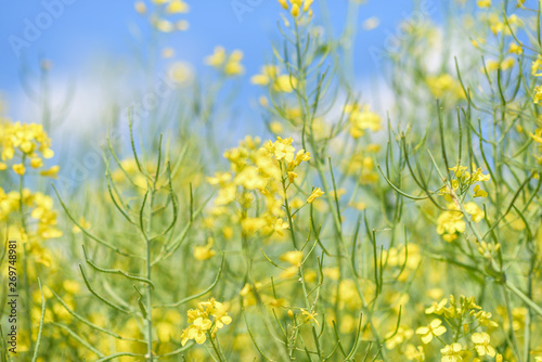 Blooming field of rapeseed. Photographed close-up at summer afternoon.