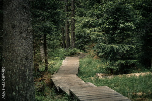 Wanderung im Wald