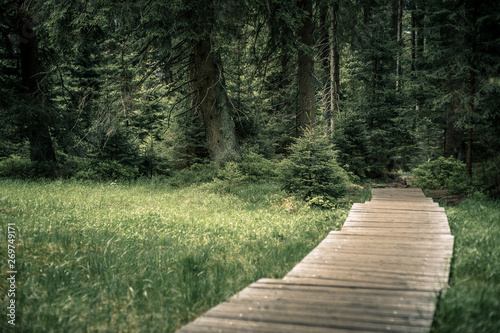 Wald und Steg  Nationalpark Harz