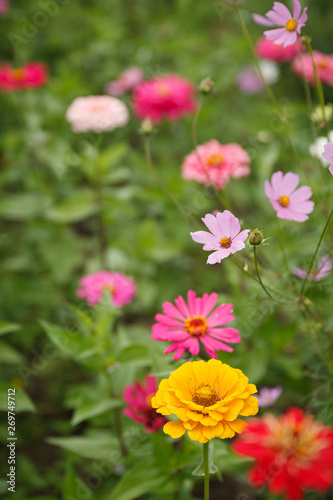A flower bed with multi-colored dahlia flowers in the summer garden. Selective focus. Rural life. Gardening.