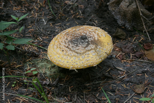 Flora of Oregon