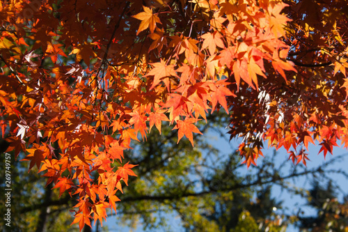 autumn and winter scenes in oregon