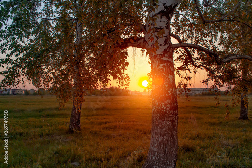 The sunrise above the suburbs and portrays the silhouettes birches tree. Path and birches.