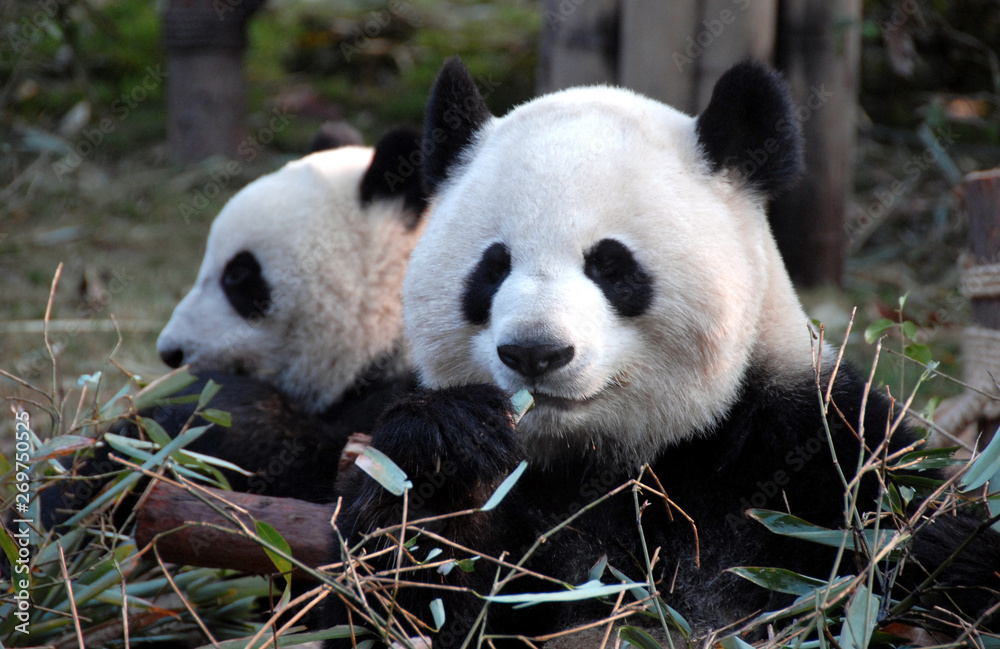 Obraz premium Two pandas at Chengdu Panda Reserve (Chengdu Research Base of Giant Panda Breeding) in Sichuan, China. Giant pandas, pandas, Chengdu, reserve, bamboo.