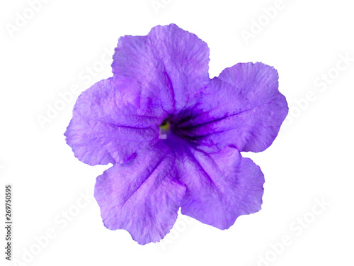 Ruellia tuberosa flower isolated on white backgound with clipping path