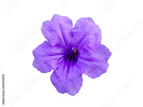 Ruellia tuberosa flower isolated on white backgound with clipping path