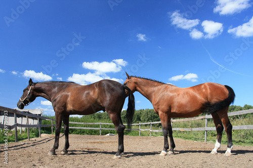Horses in a pen in a field on a sunny summer day