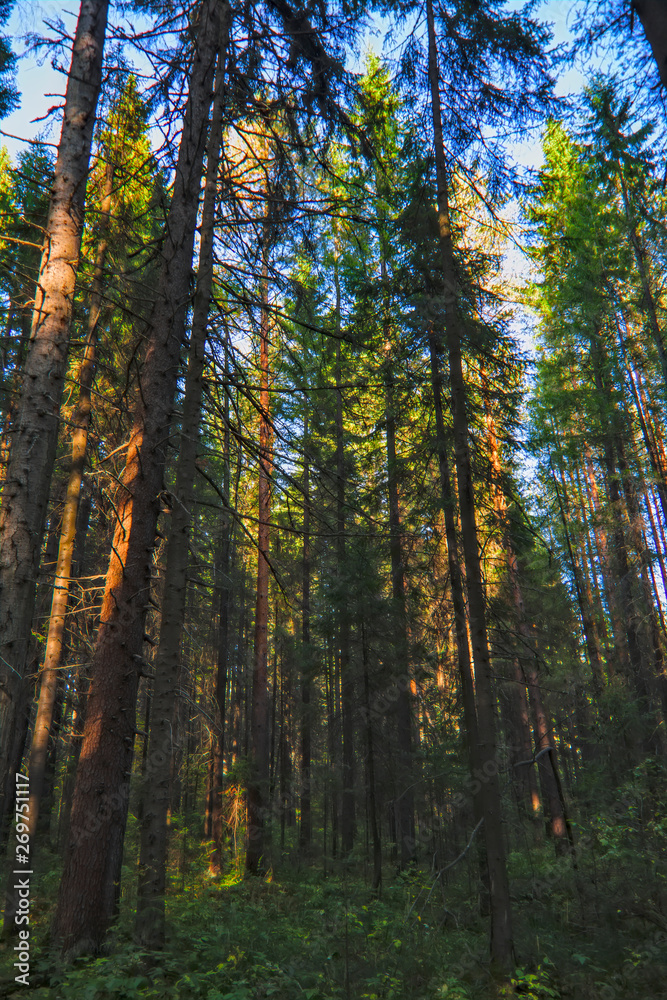 A sunny day in the autumn forest. A sunny day in the autumn forest.