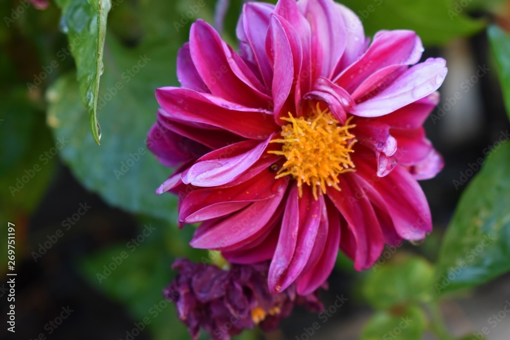 Obraz premium photos of beautiful fresh flowers