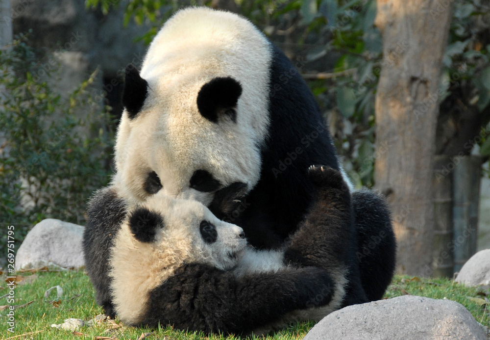 Fototapeta premium Panda mother and cub at Chengdu Panda Reserve (Chengdu Research Base of Giant Panda Breeding) in Sichuan, China. Two pandas looking at each other. Subject: Pandas, Cub, Reserve, Chengdu.