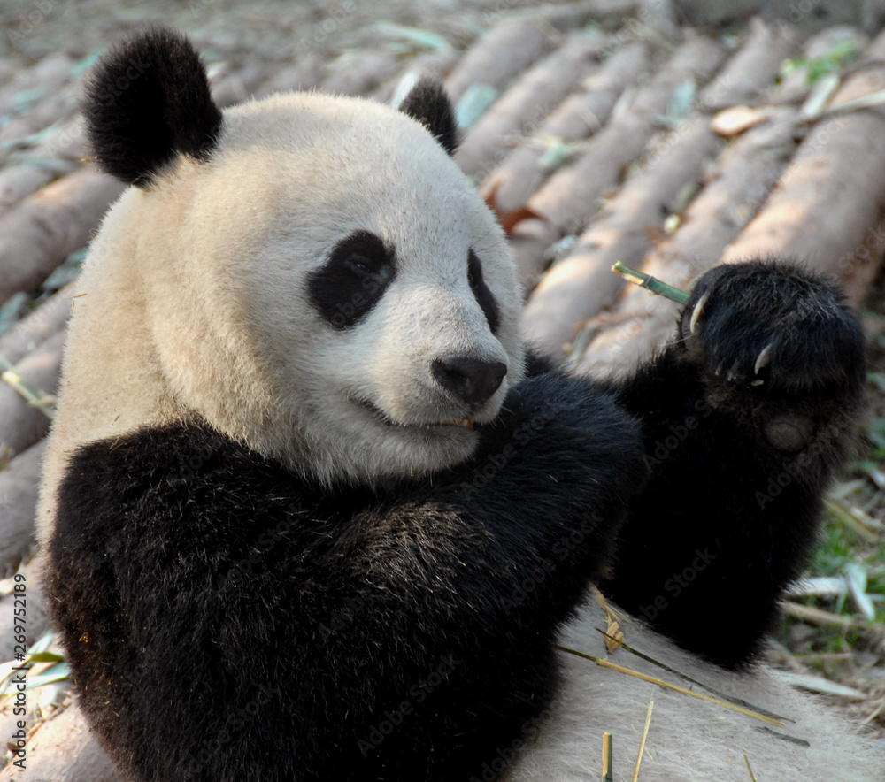 Giant Panda at Chengdu Panda Reserve (Chengdu Research Base of Giant Panda Breeding) in Sichuan, China. Giant pandas, pandas, Chengdu, reserve, bamboo Giant Panda at Chengdu Panda Reserve (Chengdu Research Base of Giant Panda Breeding) in Sichuan, China. Giant pandas, pandas, Chengdu, reserve, bamboo
