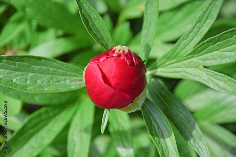 Paeonia Lactiflora Red Flower Blossom Paeonia Lactiflora Red Flower Blossom