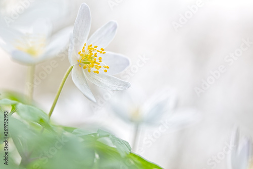 Early spring white wild flower, Anemone nemerosa or wood anemone. photo