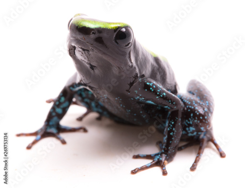 Kokoe poison dart frog, Phyllobates aurotaenia. A very poisonous and dangerous animal from the tropical Amazon rain forest in Colombia. Isolated on white background. photo