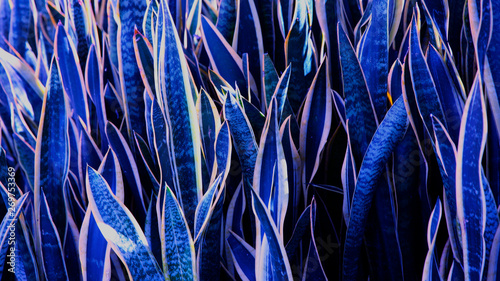 abstract blue plants