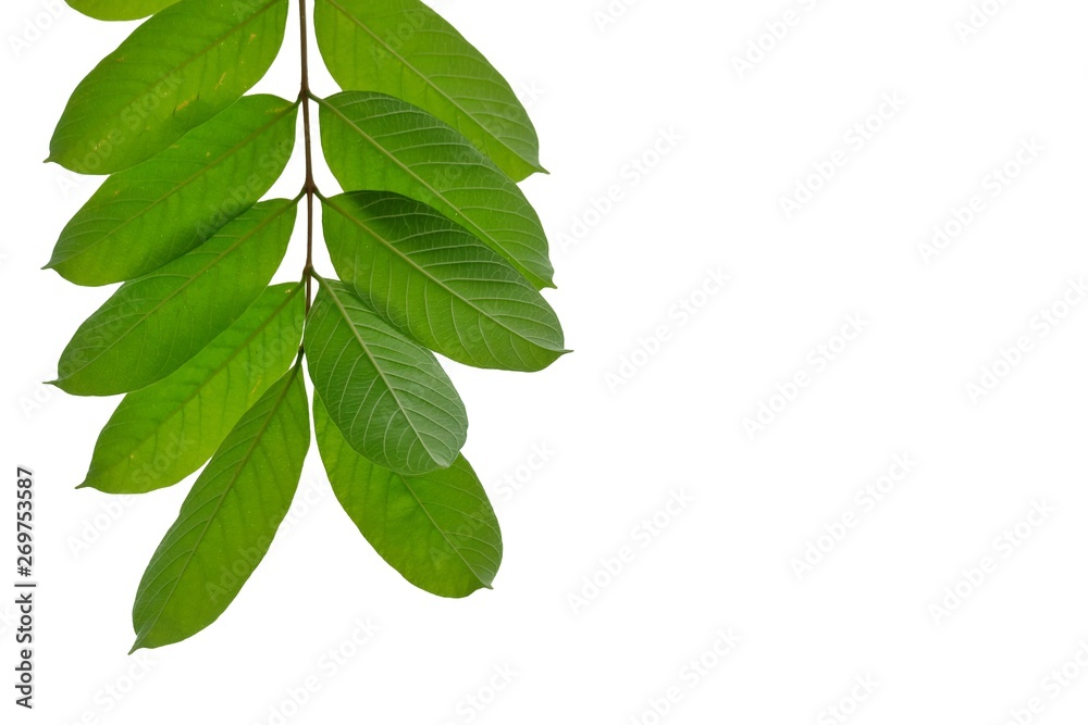 Tropical tree leaves with twigs hanging from the tree on white isolated background for green foliage backdrop 