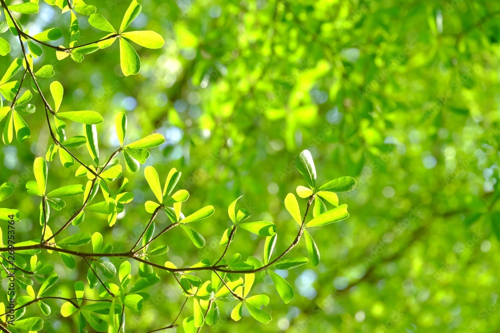 Tropical tree with leaves branches growing in a garden with warm light Tropical tree with leaves branches growing in a garden with warm light