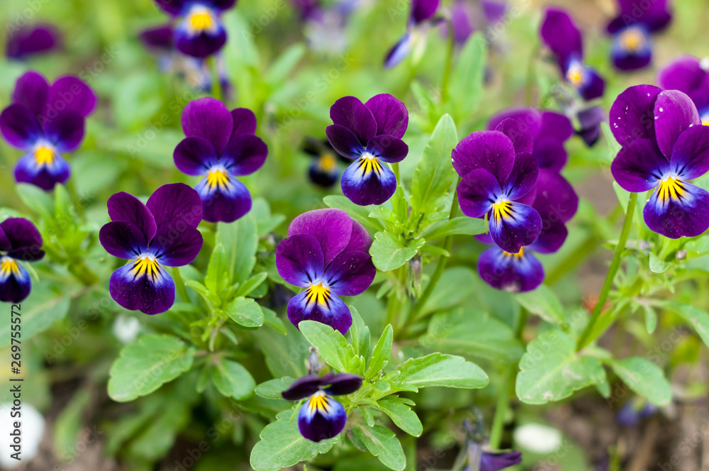 Fototapeta premium soft focus of texture with purple and yellow pansies with green leaves growing in garden in spring
