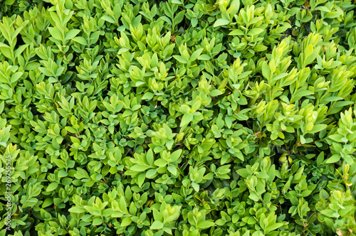 green boxwood texture with branches and leaves on background 