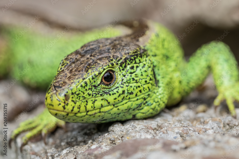 Naklejka premium Lizards Eye