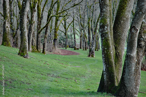 Fotografi Garry Oak meadow