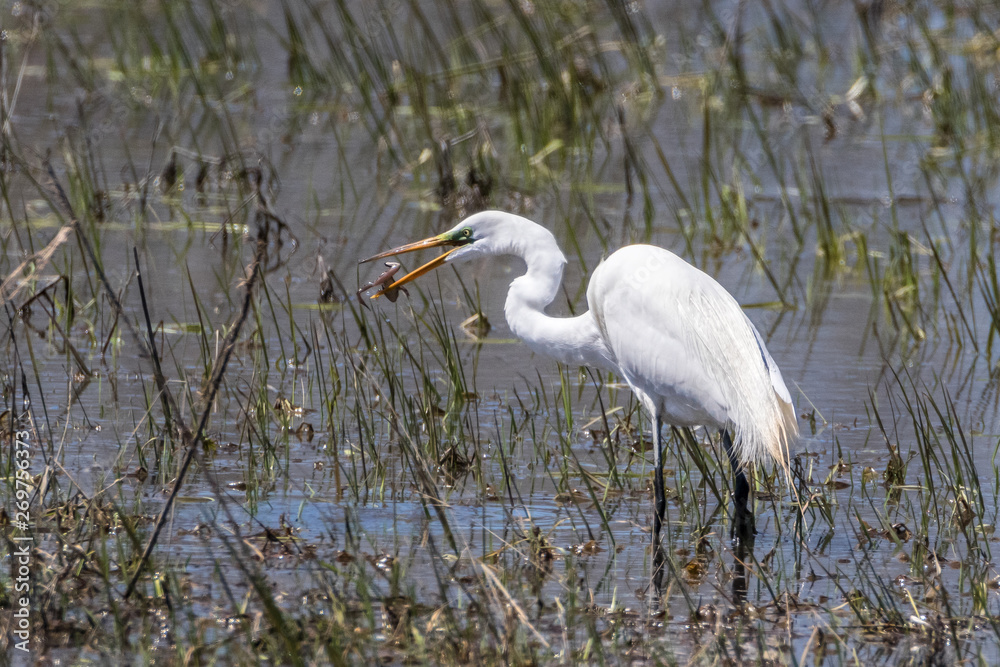 Great White Egret with a frog escaping from its beak Great White Egret with a frog escaping from its beak