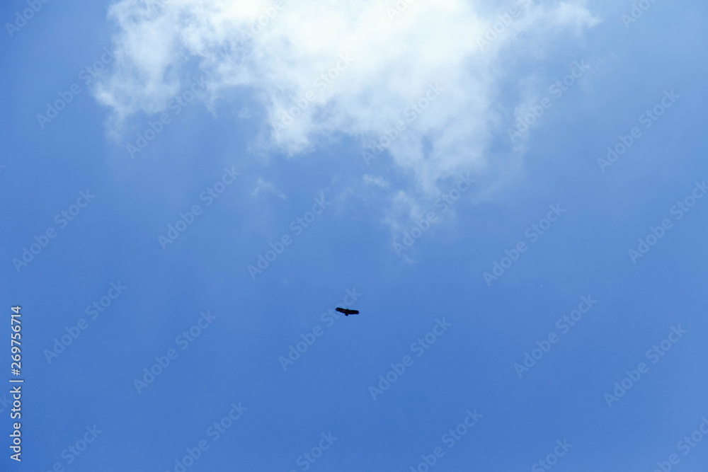 Beautiful bright blue sky with with a flying bird. clouds. picturesque colorful Beautiful bright blue sky with with a flying bird. clouds. picturesque colorful