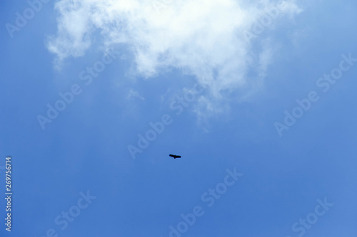 Beautiful bright blue sky with with a flying bird. clouds. picturesque colorful