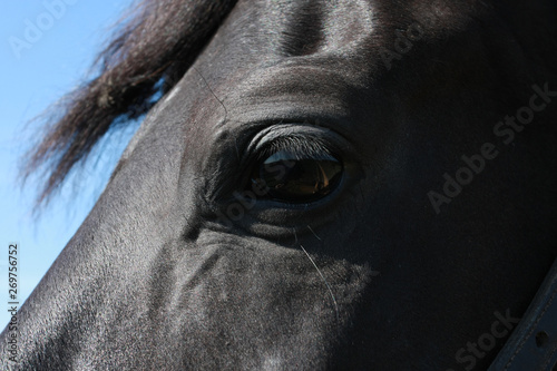 Eye beautiful black horse look close up © yanakoroleva27