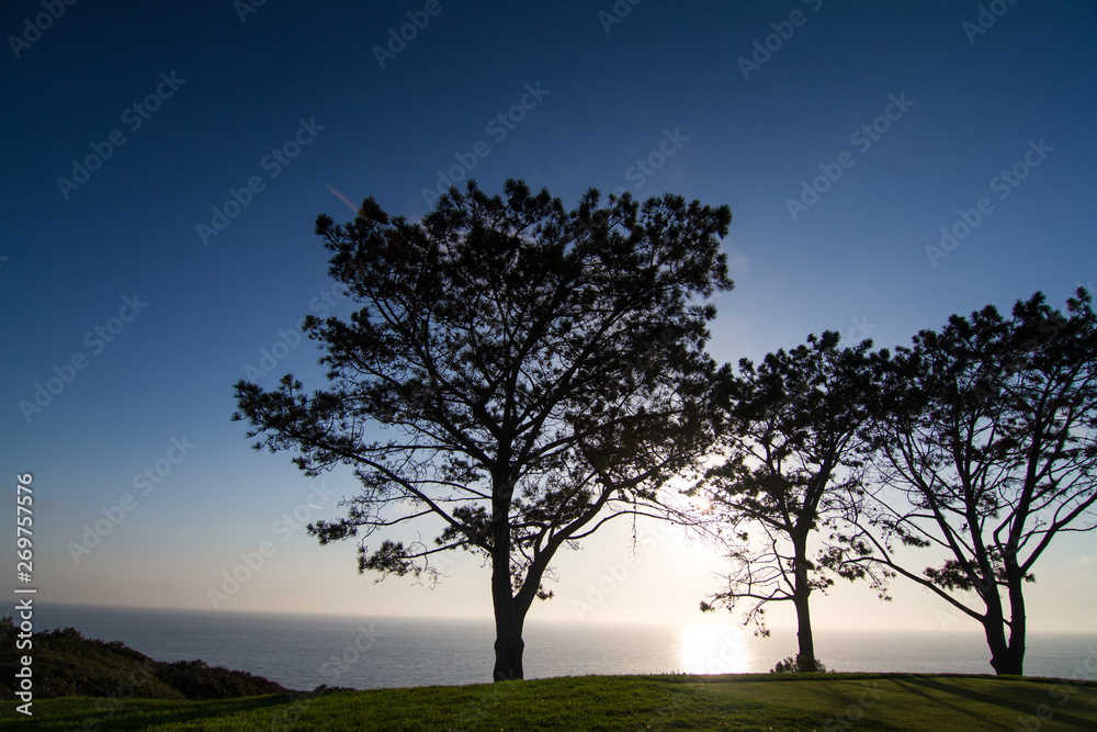 Blue sky sunset behind pine trees on a Southern California golf course