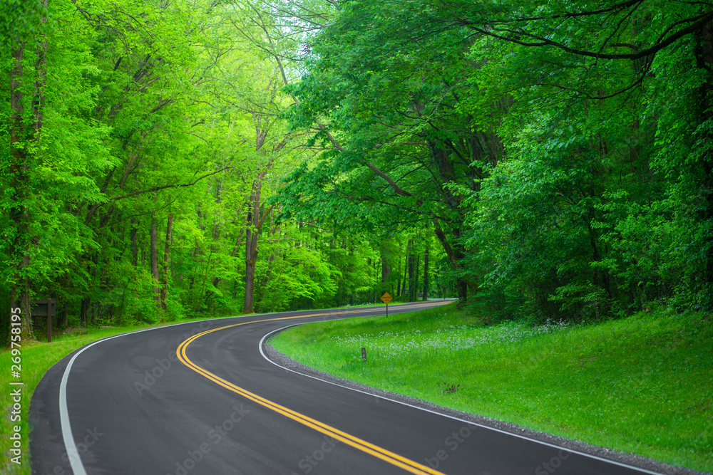 Obraz premium Beautiful road in the forest. Great Smoky Mountains. Tennessee. USA. 