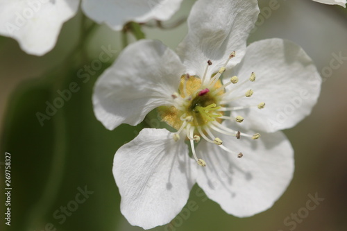 Fototapeta Naklejka Na Ścianę i Meble -  white flowers of cherry