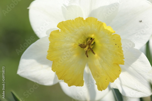 Flower daffodil  