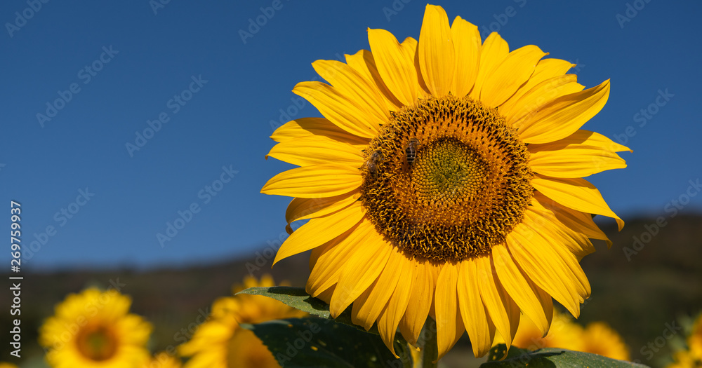 Obraz premium Sonnenblumen Panorama