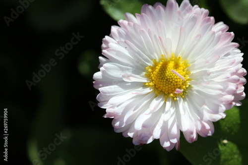 pink flower in the garden