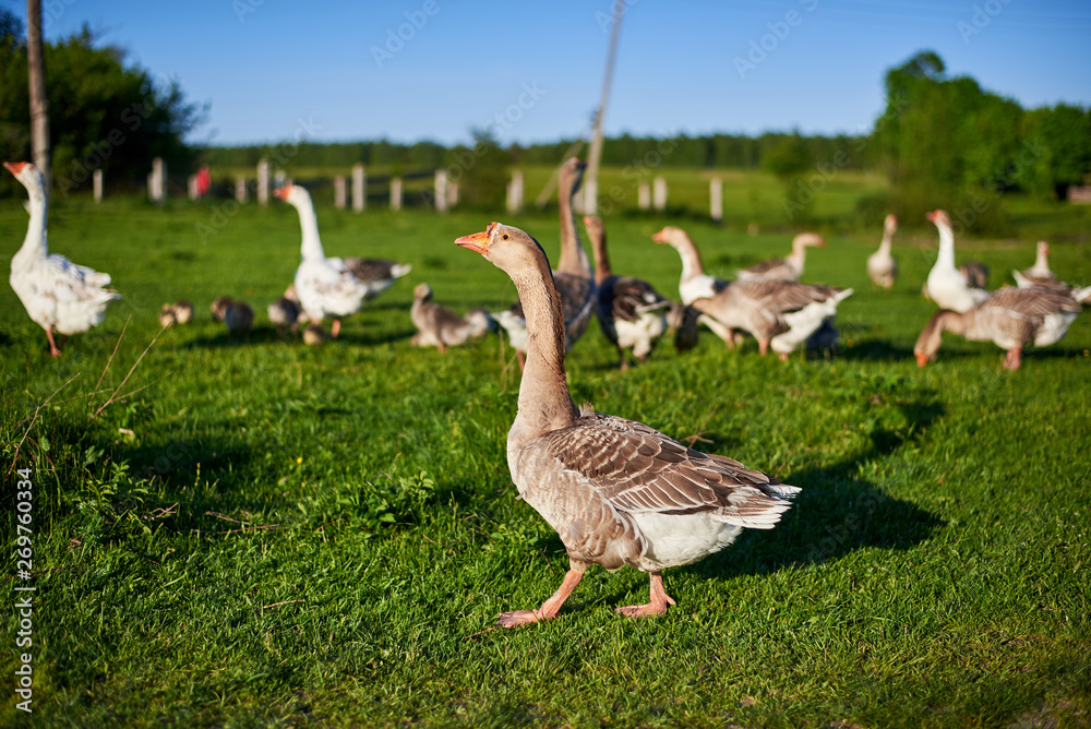 Geese and goslings graze on green grass on a summer day. Geese and goslings graze on green grass on a summer day.