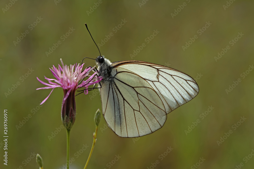 Hawthorn white butterfly ; Aporia crataegi Hawthorn white butterfly ; Aporia crataegi