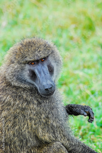 Baboon sitting on the grass