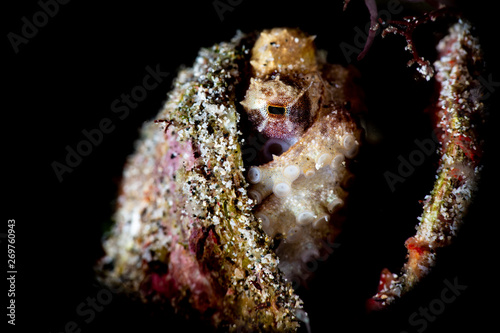 A blue ringed octopus hiding in a clam shell photo