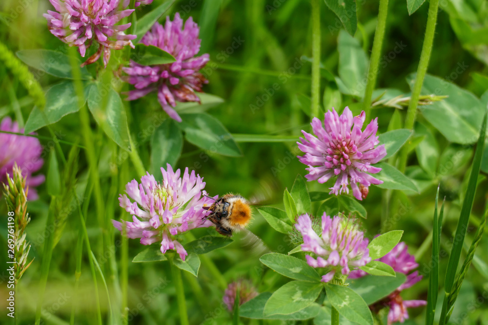 Hummel fliegt auf eine lila, violett farbener Wiesen Klee Blüte, auf einer Wiese Hummel fliegt auf eine lila, violett farbener Wiesen Klee Blüte, auf einer Wiese