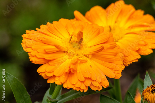 Bright orange flower