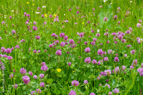 Roter Wiesen Klee Pflanze, mit lila, violett farbener Blüte, und grünen Blättern, auf der Wiese