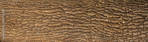 Embossed texture of the bark of oak with green moss. Panoramic photo of the oak texture. photo